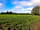 Willowbank Farm: Spacious grassy pitches