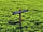 Berry's Ground Lane Campsite: Woodpecker pitch