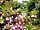 Camping Bella Austria: Flowers around the site