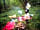 Benville Manor Camping: A springtime picnic in the woods (photo added by manager on 27/07/2020)
