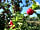 Lower House Farm: Take a walk through the cider apple orchards