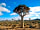Springbok Caravan Park: Lone quiver tree - typical landscape views for Namaqualand