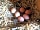 Elm Tree Farm: Fresh eggs often available