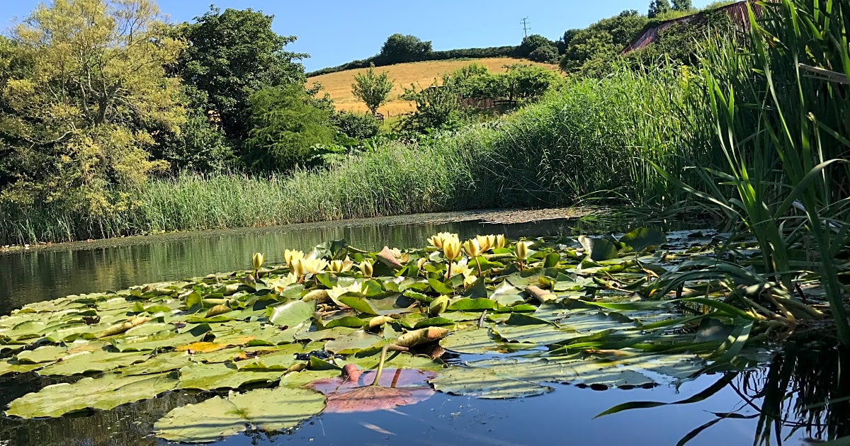 North End Farm, Bridport Updated 2021 prices Pitchup®