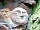 Drybeck Farm: Stone faces in Lacy's Caves, 25 minutes away