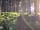 Watermill Leisure Park: Explore the woodland at Watermill Leisure Park