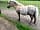 Aldingbourne Trust: On-site farm (photo added by  on 03/08/2021)