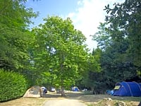 Pitches under chestnut trees Pitches under chestnut trees