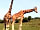 Port Lympne Reserve: Giraffes