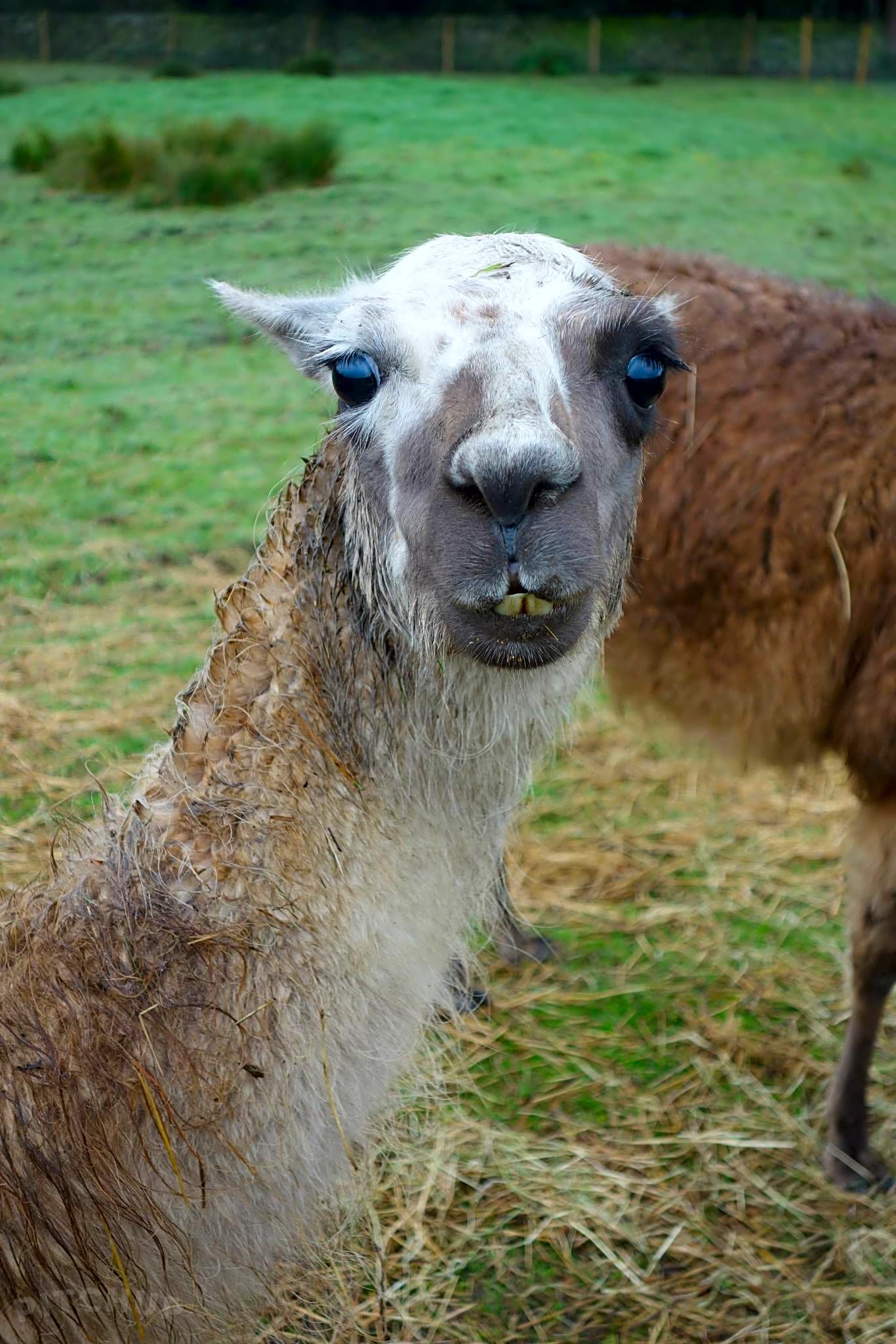 Beaver Hall Equestrian Centre, Leek Pitchup®