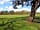 Brooklands Farm Camping: Fields bordered by lots of ancient trees