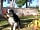 Bona Vista Holiday Park: Dogs welcome