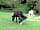 Wassell Grove Camping and Caravanning: Horses in the paddock