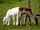 Somerset Reindeer Ranch: Donna and Blitzen, the resident babies