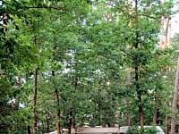 Pitch up in the woods Pitch up in the woods