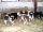 Cumblands Farm Caravan Site: New calves (photo added by manager on 07/07/2015)