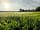 Strawberry Fields Glamping: The glamping field (photo added by manager on 16/06/2022)