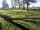Broomhill Farm: Spacious grass pitch