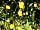 The Chicken House: Flowers in the sunlight (photo added by manager on 01/06/2023)