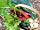 The Lorax Patch: Vegetables and salad grown on site (photo added by manager on 28/02/2022)