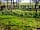 Bow Laithe Caravan Site: Daffodils in the woods (photo added by manager on 15/04/2021)