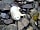 Ayre's Rock Hostel and Camp Site: Sanday wildlife