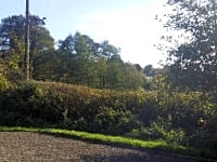 Plenty of greenery on site Plenty of greenery on site