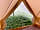 Alderwood Glamping: Inside the bell tent