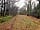 Ashcombe Woodland Campsite: The woodland clearing in winter