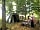 Wardley Hill Campsite: Woodland areas to hide away in