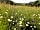 Horwood Farm Camping: Wildflower meadows on the farm