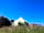 Pilsdon View Camping: Wildflower meadow