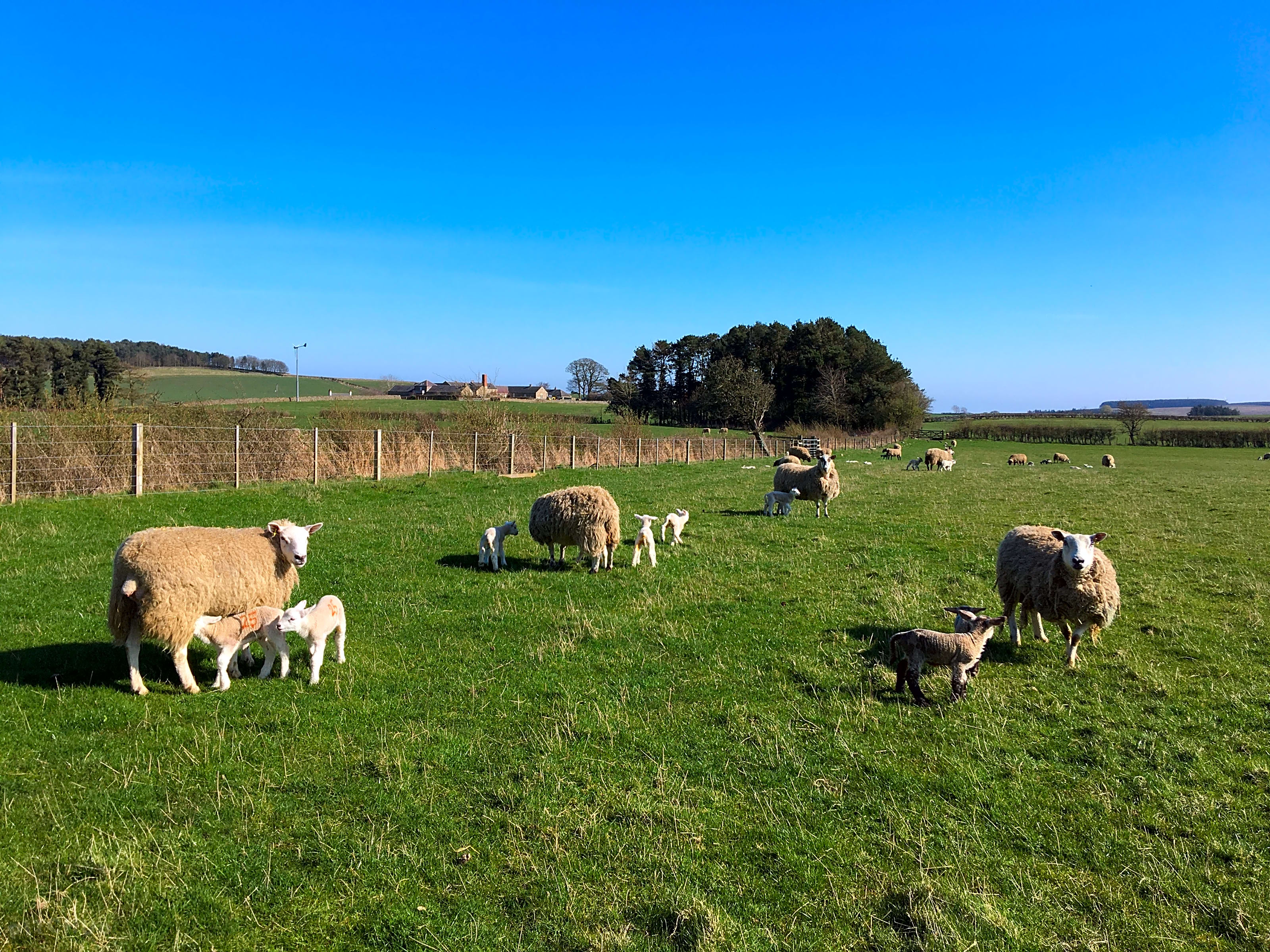 Newlands Farm, Belford Updated 2021 prices Pitchup®