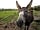 Capel Tygwydd Camping and Caravans: Ned the donkey