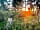 Yellowtail Camping: Barbecue and picnic area