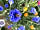 Lower House Farm: The site has plenty of colourful flowers for the bees