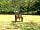 Greenacres Campsite: Horses (photo added by manager on 12/06/2023)