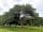 The Cider Orchard