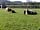 Wookey Farm: Jacob sheep and lambs