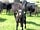 Woodleigh: cows with calves