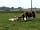 Highfield Farm Campsite: Merrylegs and the sheep