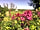 Parkland Caravan and Camping Site: Grass pitches (photo added by manager on 26/01/2023)