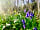 Haywood Farm Caravan and Camping Park: Bluebells