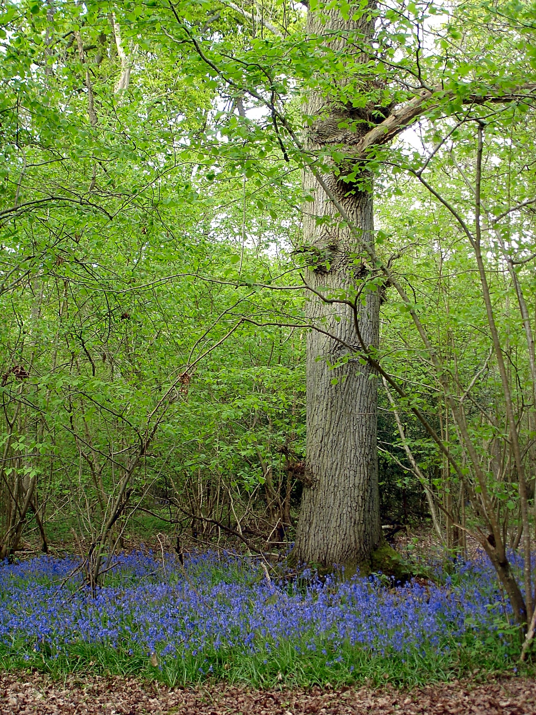 Strictly Camping, Tunbridge Wells Updated 2021 prices Pitchup®