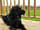 Pencaerau Pods: Dogs welcome