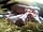 Hornblotton Farm: Florence, our middle white sow and litter