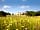Glynde Place Pop-up Campsite: Glynde Place in Spring