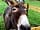 Headgate Farm: Donkey (photo added by  on 08/07/2020)