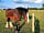Barton View: Animals in field next door