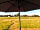 Moss Rose Campsite